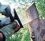 How Our Tree Care Process Works  in  St Bonaventure, NY