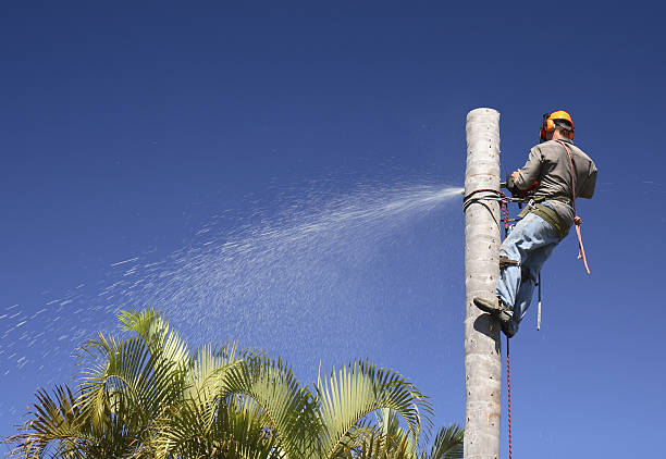 Lawn Maintenance Plans in St Bonaventure, NY