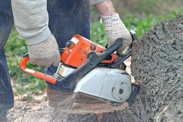 Best Fruit Tree Pruning  in St Bonaventure, NY