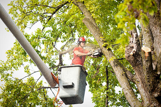 Professional Tree Care in St Bonaventure, NY