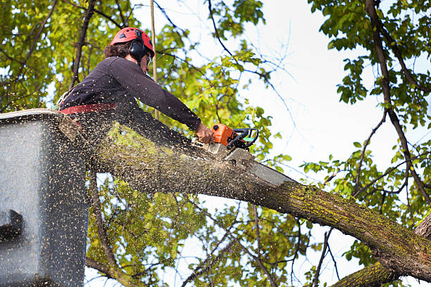Best Palm Tree Trimming  in St Bonaventure, NY