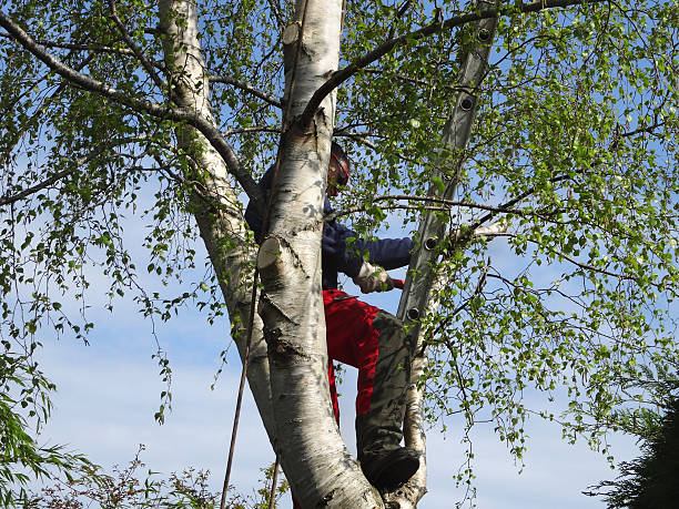 How Our Tree Care Process Works  in  St Bonaventure, NY