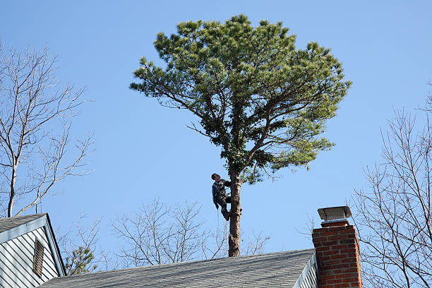 Best Tree and Shrub Care  in St Bonaventure, NY