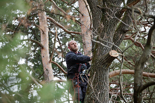 Trusted St Bonaventure, NY Tree Care Experts